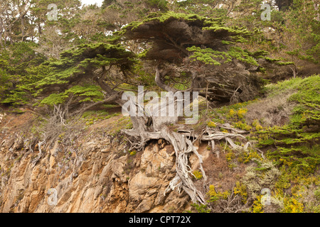 Vétéran vieux cyprès. Point Lobos, en Californie. Banque D'Images