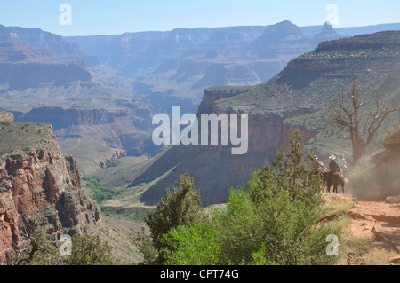 Randonnée muletière, Bright Angel Trail, le Parc National du Grand Canyon, Arizona, USA Banque D'Images