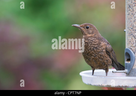 Blackbird juvéniles sur un convoyeur d'alimentation des oiseaux. UK Banque D'Images