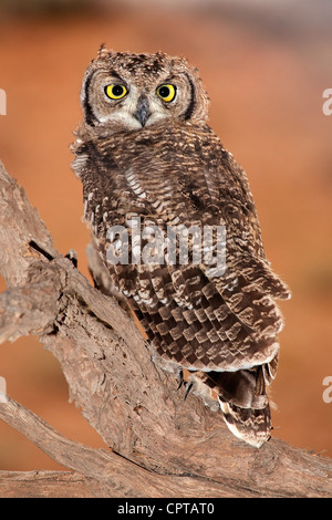 Spotted Eagle-owl (Bubo africanus), Kgalagadi Transfrontier Park, Afrique du Sud Banque D'Images