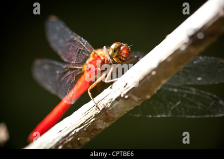 L'écumoire de Orange, libellule Orthetrum testaceum, dans la forêt tropicale du parc national de Soberania, République du Panama. Banque D'Images