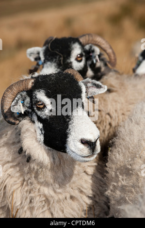 Moutons Swaledale alimenté sur la lande, Cumbria. Banque D'Images