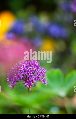 Allium hollandicum 'Purple Sensation'. L'oignon d'ornement fleurs Banque D'Images