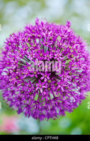 Allium hollandicum 'Purple Sensation'. Fleur d'Oignon ornemental Banque D'Images