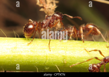 Fourmi rouge. Banque D'Images