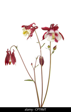 Le rouge foncé et blanc aquilegia fleurs et bourgeons isolés contre white Banque D'Images