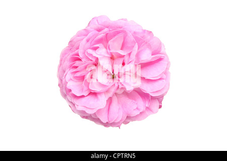 Fleur rose rose unique avec pas de feuilles ou de la tige isolés contre white Banque D'Images