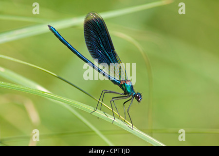 Belle Demoiselle (Calopteryx virgo) Banque D'Images