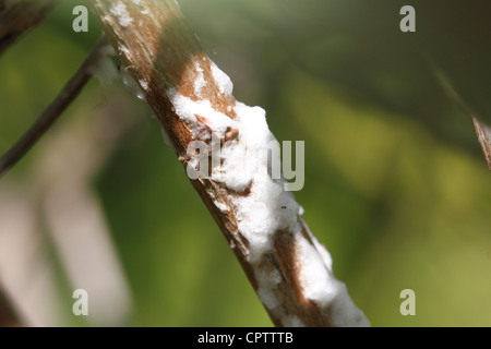 La cire blanche-gauche sur un buisson après le départ d'un essaim d'abeilles domestiques d'itinérance Apis mellifera qui s'étaient installés pendant 24 heures avant de reprendre leurs voyages Banque D'Images