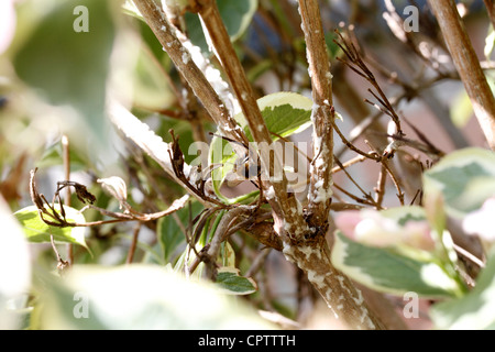 Un prêt recherche l'abeille Cire blanche-gauche sur un buisson après le départ d'un essaim d'abeilles domestiques d'itinérance Apis mellifera qui s'étaient installés pendant 24 heures avant de reprendre leur voyage. Banque D'Images