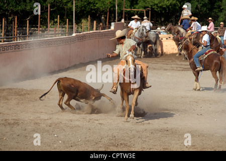 Cavalier charros mexicains se débat un boeuf à la terre dans un coleadero ou toreo de colas, San Antonio, TX, US Banque D'Images