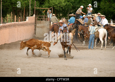 Cavalier charros mexicains se débat un braquage vers le sol par la queue dans un coleadero (aka toreo de colas), San Antonio, TX, US Banque D'Images