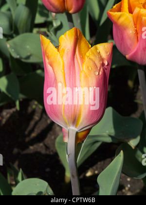 Tulipes au printemps éclatant après douche pluie, les jardins de Polesden Banque D'Images