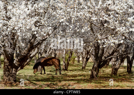 Les fleurs de cerisier ; poneys dans une cerisaie Banque D'Images