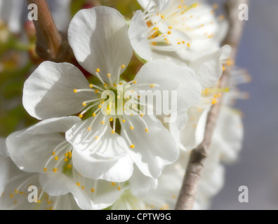 Les fleurs de cerisier ; poneys dans une cerisaie Banque D'Images