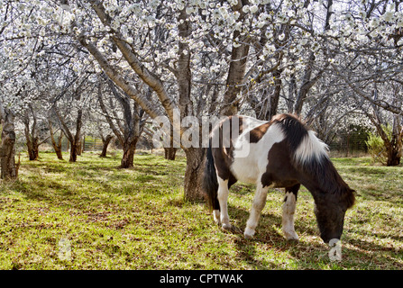 Les fleurs de cerisier ; poneys dans une cerisaie Banque D'Images