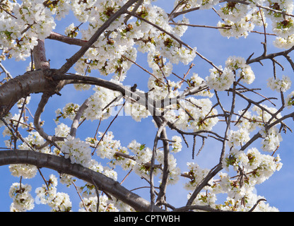 Les fleurs de cerisier ; poneys dans une cerisaie Banque D'Images