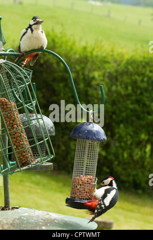Mâles et femelles pic mar (Dendrocopos major) sur un tableau d'oiseaux de jardin. Banque D'Images