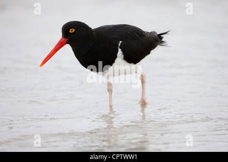 Magellanic Oystercatcher (Haematopus leucopodus) des profils de nourriture dans le surf sur l'île de la carcasse dans les Malouines. Banque D'Images