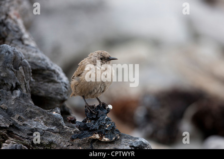 Troglodyte familier (Troglodytes aedon cobbi), sous-espèce de Cobb sur l'île de la carcasse dans les Malouines. Banque D'Images