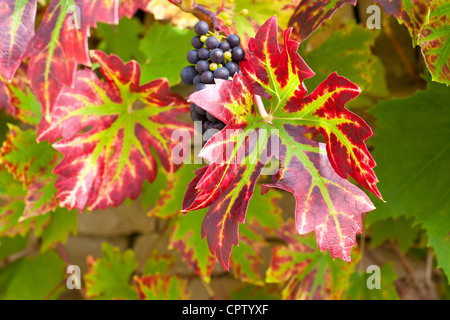 Raisins mûrs sur un mur de pierre sur vigne en Pays jardin à Swinbrook dans les Cotswolds, Oxfordshire, UK Banque D'Images