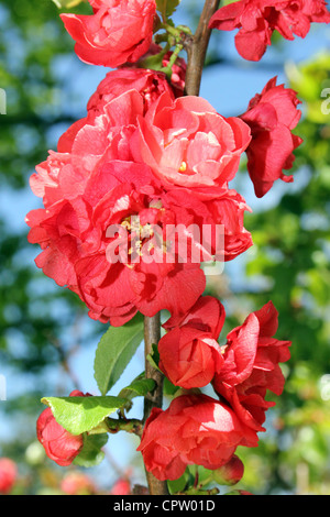 Flowering quince Chaenomeles speciosa Banque D'Images