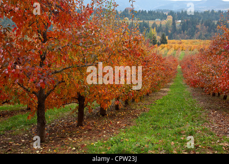 Verger de l'Oregon (Bartlett pear) dans des couleurs en automne avec les crêtes de la vallée de la rivière Hood dans la distance Banque D'Images