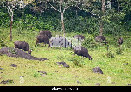 Avec un grand troupeau de gaur bull,Réserve de tigres de periyar, Kerala Banque D'Images