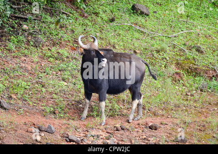 Jeune taureau Gaur,Réserve de tigres de Periyar, Kerala, Inde Banque D'Images