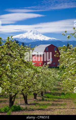 Hood River Comté, ou poiriers en fleurs avec grange rouge et Mt. Capot en Hood River Valley Banque D'Images