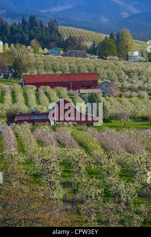 Hood River Comté, ou lignes de vergers en fleurs entourant les granges rouges dans la vallée de la rivière Hood Banque D'Images