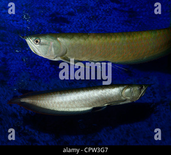 Deux Bonytongue scléropage d'argent poisson du fleuve Amazone dans un aquarium République populaire de Chine Banque D'Images