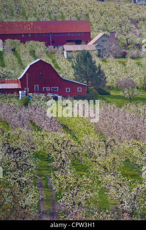 Hood River Comté, ou lignes de vergers en fleurs entourant les granges rouges dans la vallée de la rivière Hood Banque D'Images