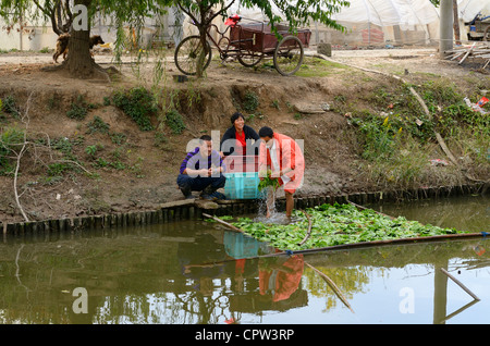 Les travailleurs au canal de Pudong Shanghai Lingkong à côté de laitue laver Jardin de Chine Banque D'Images