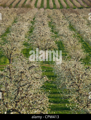 Hood River Comté, ou : lignes d'arbres fruitiers en fleurs, Hood River Valley Banque D'Images