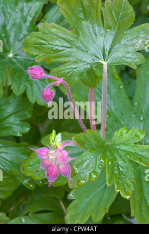 Géranium Vashon Island, Washington's bourgeons rose Banque D'Images