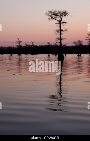 Tôt le matin sur le lac Caddo, Texas et Louisiane Boarder Banque D'Images