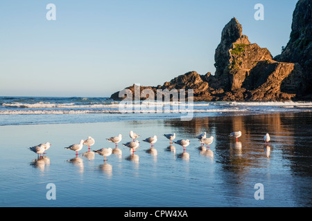 Piha beach est situé sur la côte ouest d'Auckland, est l'une des plus belles plages, Banque D'Images