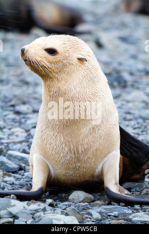 Blonde ou d'or à fourrure de l'Antarctique morph, Stromness Station baleinière, South Georgia Island Banque D'Images