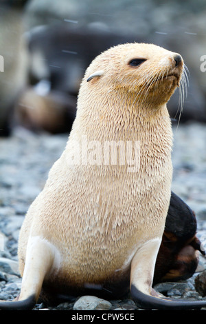 Blonde ou d'or à fourrure de l'Antarctique morph, Stromness Station baleinière, South Georgia Island Banque D'Images