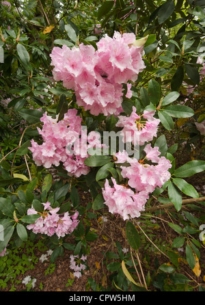 Rhododendron dans un bois de Norfolk. Fleurs indigènes du Népal. Banque D'Images