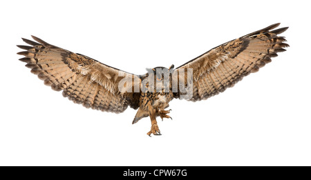 Bubo bubo lacteus, eurasien, 15 ans, battant contre fond blanc Banque D'Images