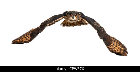 Bubo bubo lacteus, eurasien, 15 ans, battant contre fond blanc Banque D'Images
