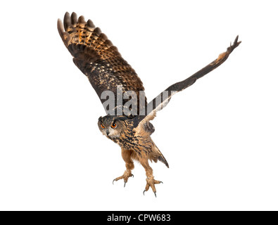 Bubo bubo lacteus, eurasien, 15 ans, battant contre fond blanc Banque D'Images