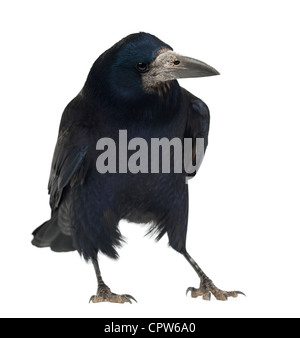 Rook, Corvus frugilegus, 3 ans, contre fond blanc Banque D'Images