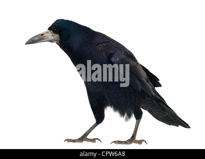 Rook, Corvus frugilegus, 3 ans, contre fond blanc Banque D'Images