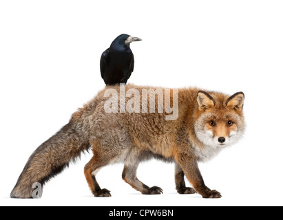 Vieux renard roux, Vulpes vulpes, 15 ans, et Rook, Corvus frugilegus, 3 ans, contre fond blanc Banque D'Images