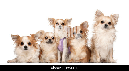 Cinq chis, 10 mois et 3 ans, in front of white background Banque D'Images