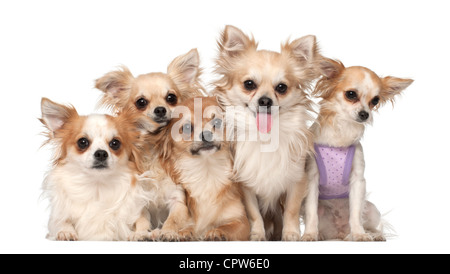 Cinq chis, 10 mois et 3 ans, in front of white background Banque D'Images