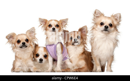 Cinq chis, 10 mois et 3 ans, in front of white background Banque D'Images